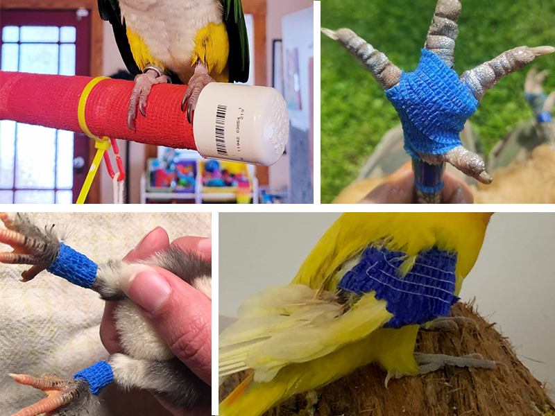 {"default":"cohesive bandage  for bird"}
