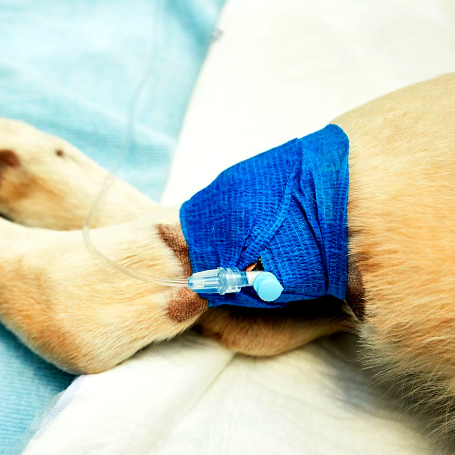 {"default":"vet wrap for  animal"}
