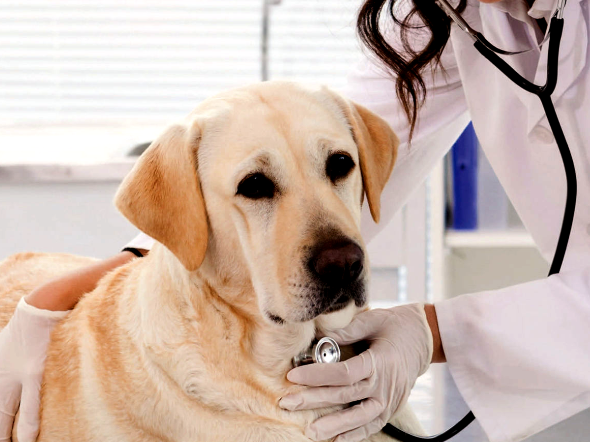 {"default":"veterinary"}
